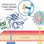 Coronavirus receptors