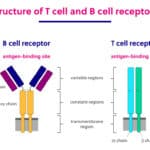 T-Cell Receptor Discovery