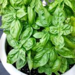 Basil health benefits