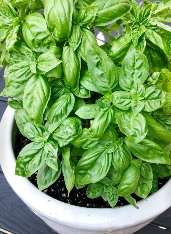 Basil The Herb That’s Good for Your Body and Mind