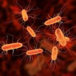 E Coli Outbreak at Local Restaurant