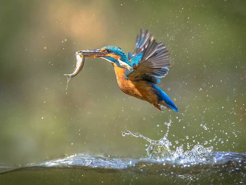 kingfisher catch fish