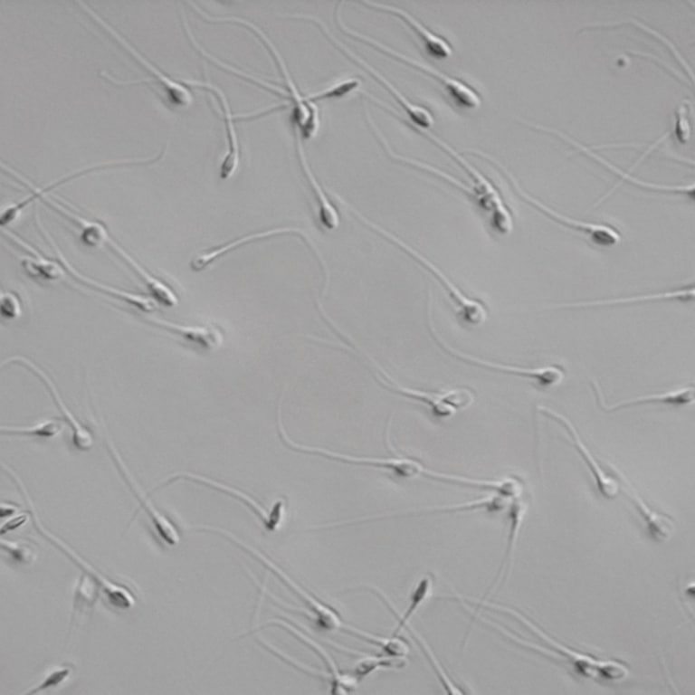 plasdic sperm cells axio vert