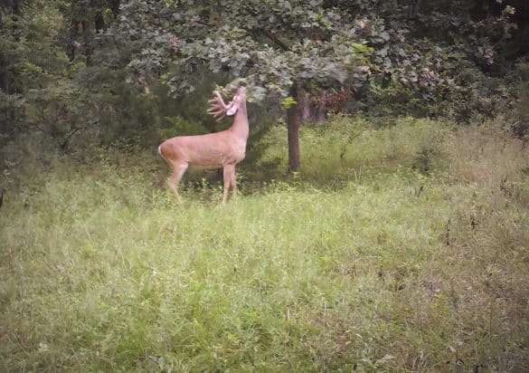 Bovine Tuberculosis in Deer and Cattle