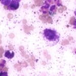 Mast Cell Tumors in Dogs