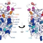 HSP47's Role in Adiposity