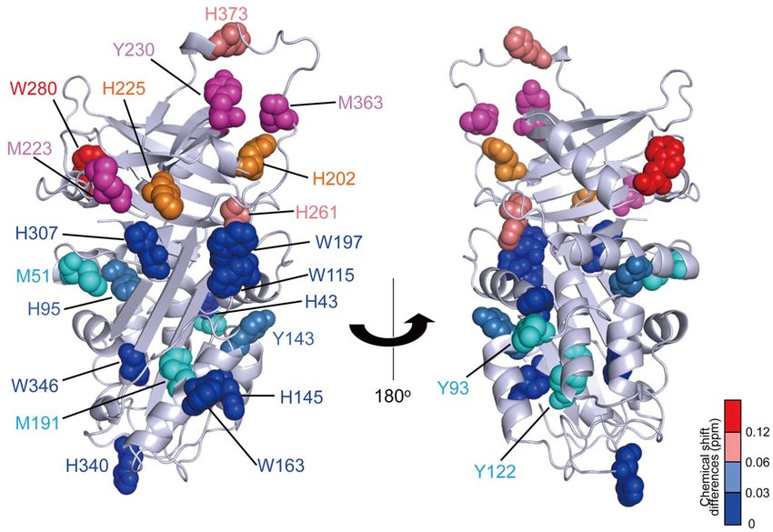 Mapping of the collagen binding site of Hsp47 in the 3D structural model The tryptophan