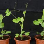 High Iron Peas Genetic Discovery Can Change World