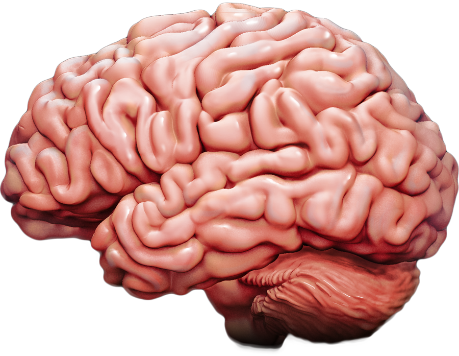 brain lateral