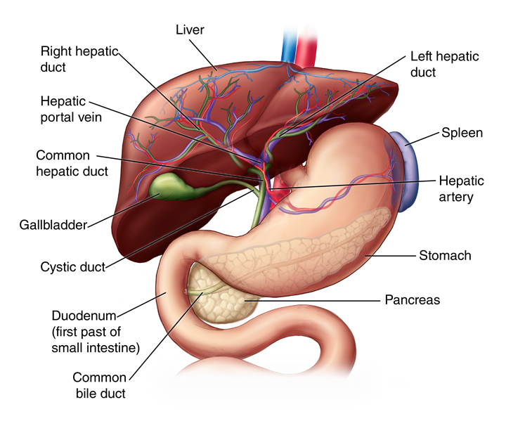 liver anatomy