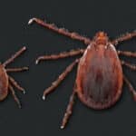 Asian Longhorned Tick A Deadly Threat to Cattle