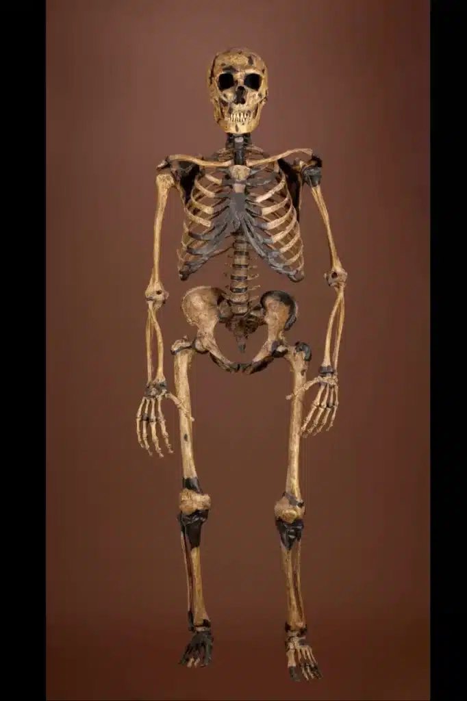 neanderthalensis skeleton CC f p.jpg