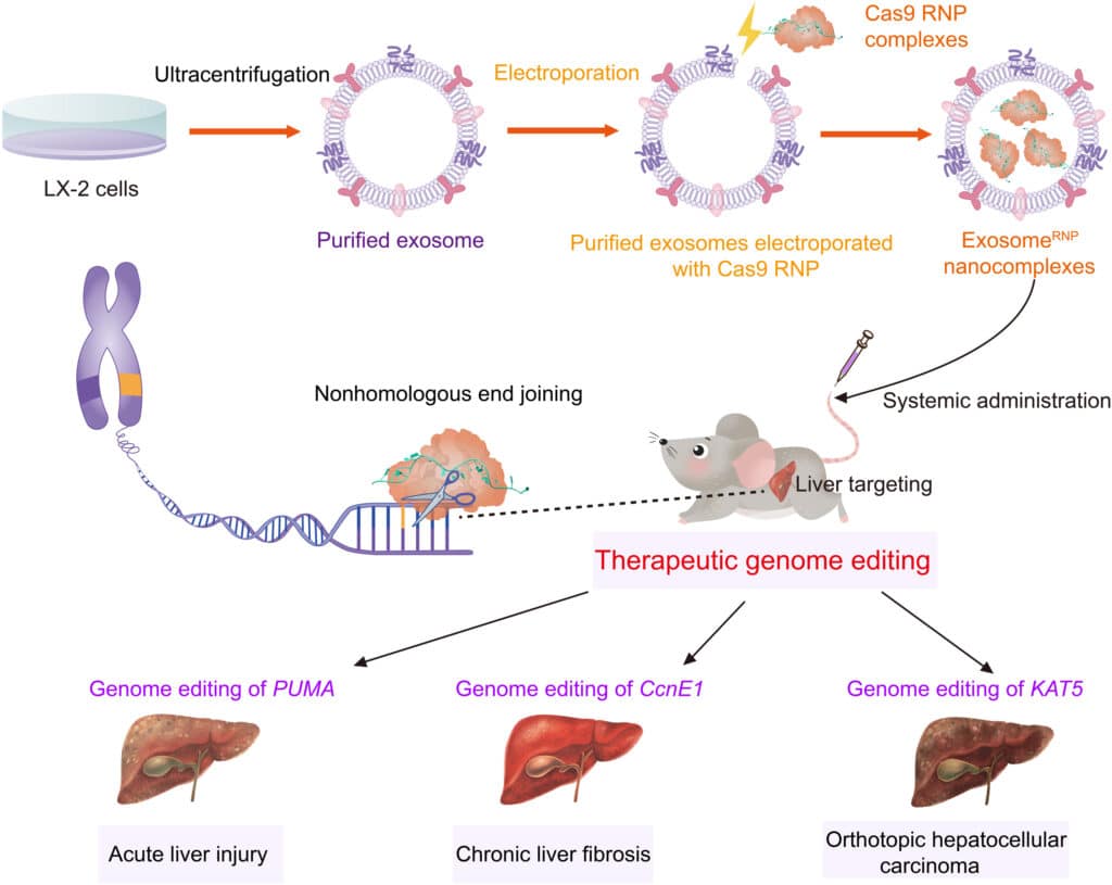 CRISPR Cas9 Gene Editing Liver Diseases