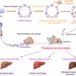 CRISPR Cas9 Gene Editing Liver Diseases