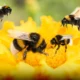 Bumblebee pesticide poisoning