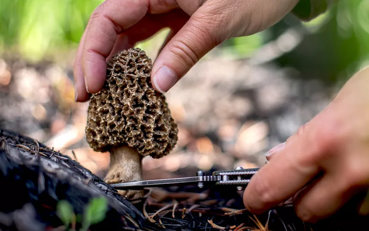 Morel Mania: Delectable Treasure or Deadly Danger? Unmasking the Fungus Among Us