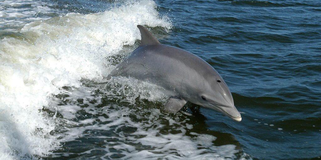 Bottlenose Dolphin Electroreception