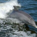 Bottlenose Dolphin Electroreception