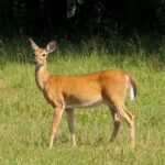 Yellowstone Zombie Deer