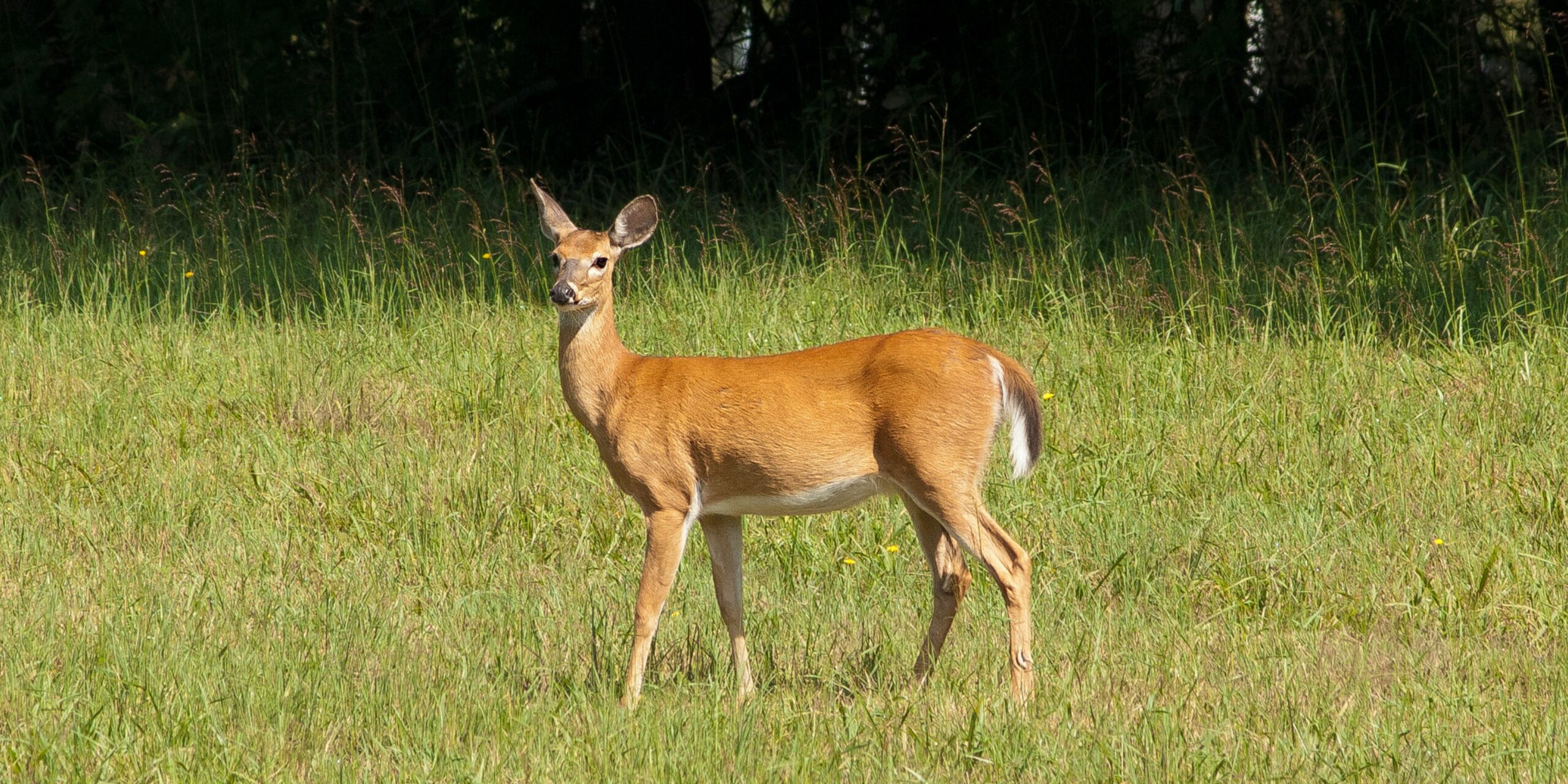 Yellowstone Zombie Deer