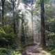 2% of Trees Ruling Rainforests