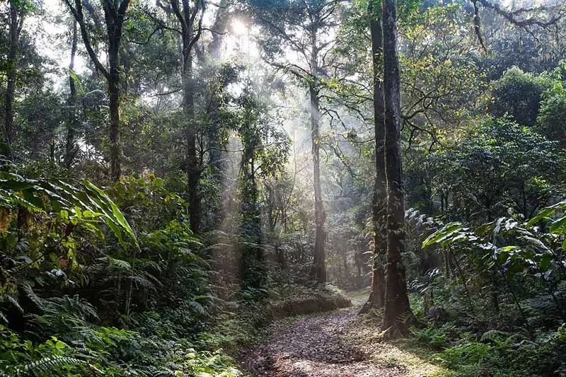 2% of Trees Ruling Rainforests