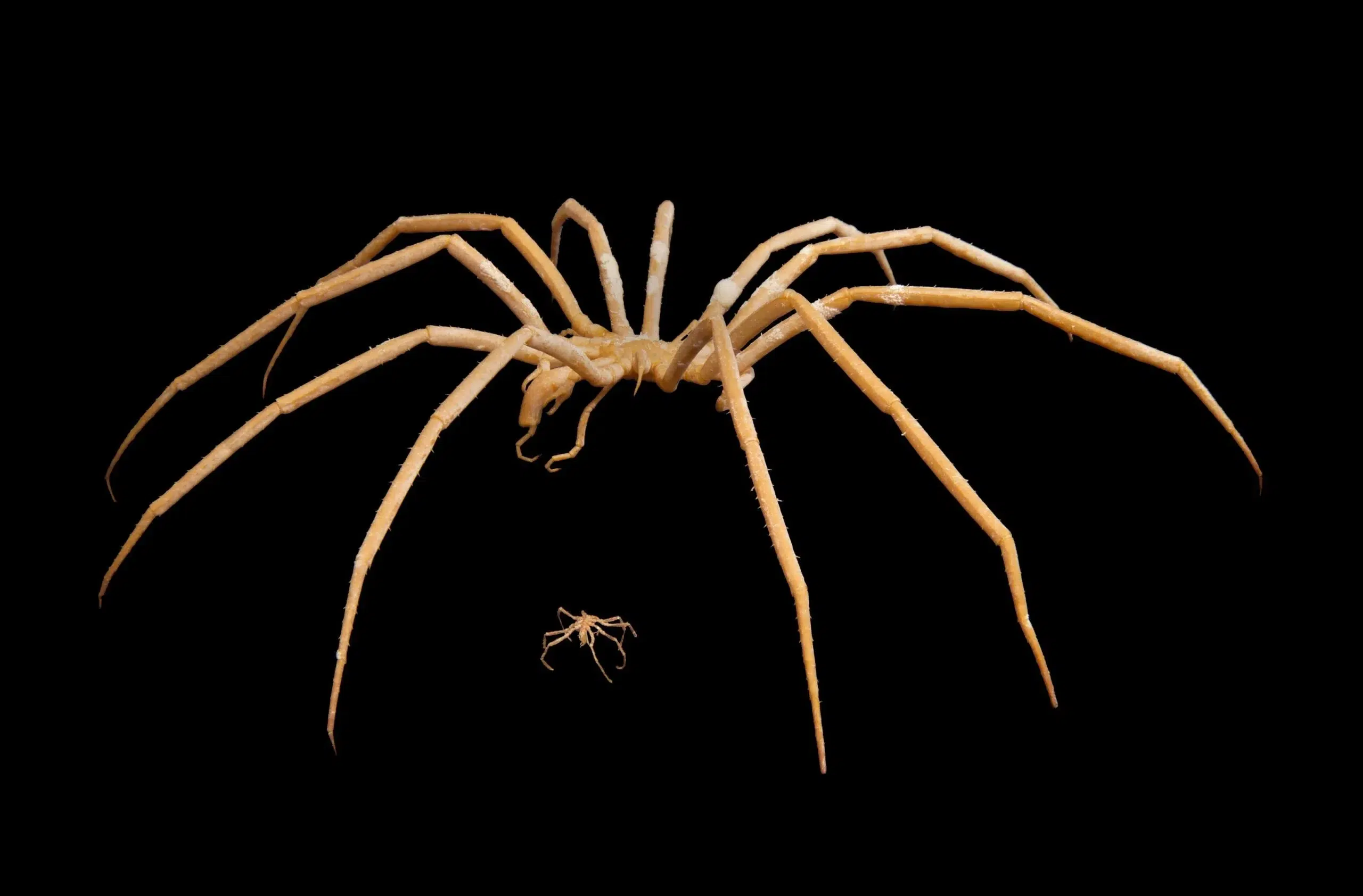 Giant Sea Spiders: 140-Year Mystery Solved! Unveiling Their Shocking Reproductive Secrets