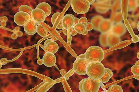 Alarm in China: Can We Contain the Drug-Resistant Fungus Candida Auris?