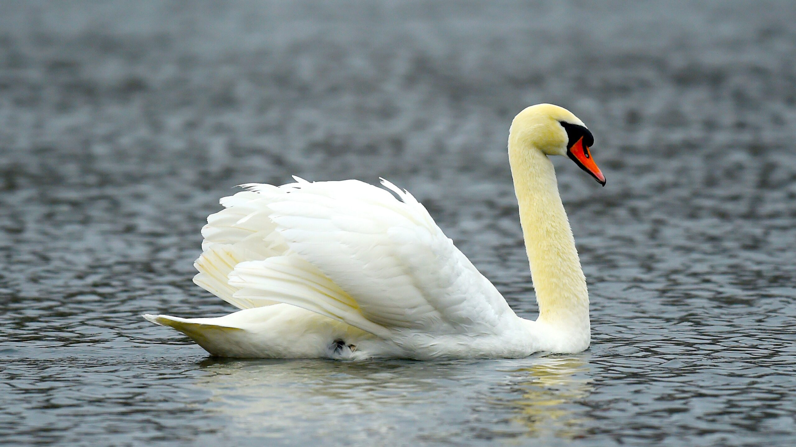 Bird Flu Lake Eola Swan Deaths