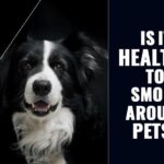 Secondhand smoke and pets