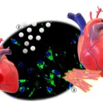 Heart regeneration 2024 study