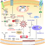 Ferroptosis