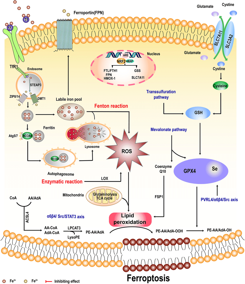 Regulation of the ferroptosis pathway The primary metabolisms of ferroptosis can be