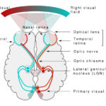 Visuo frontal Interactions