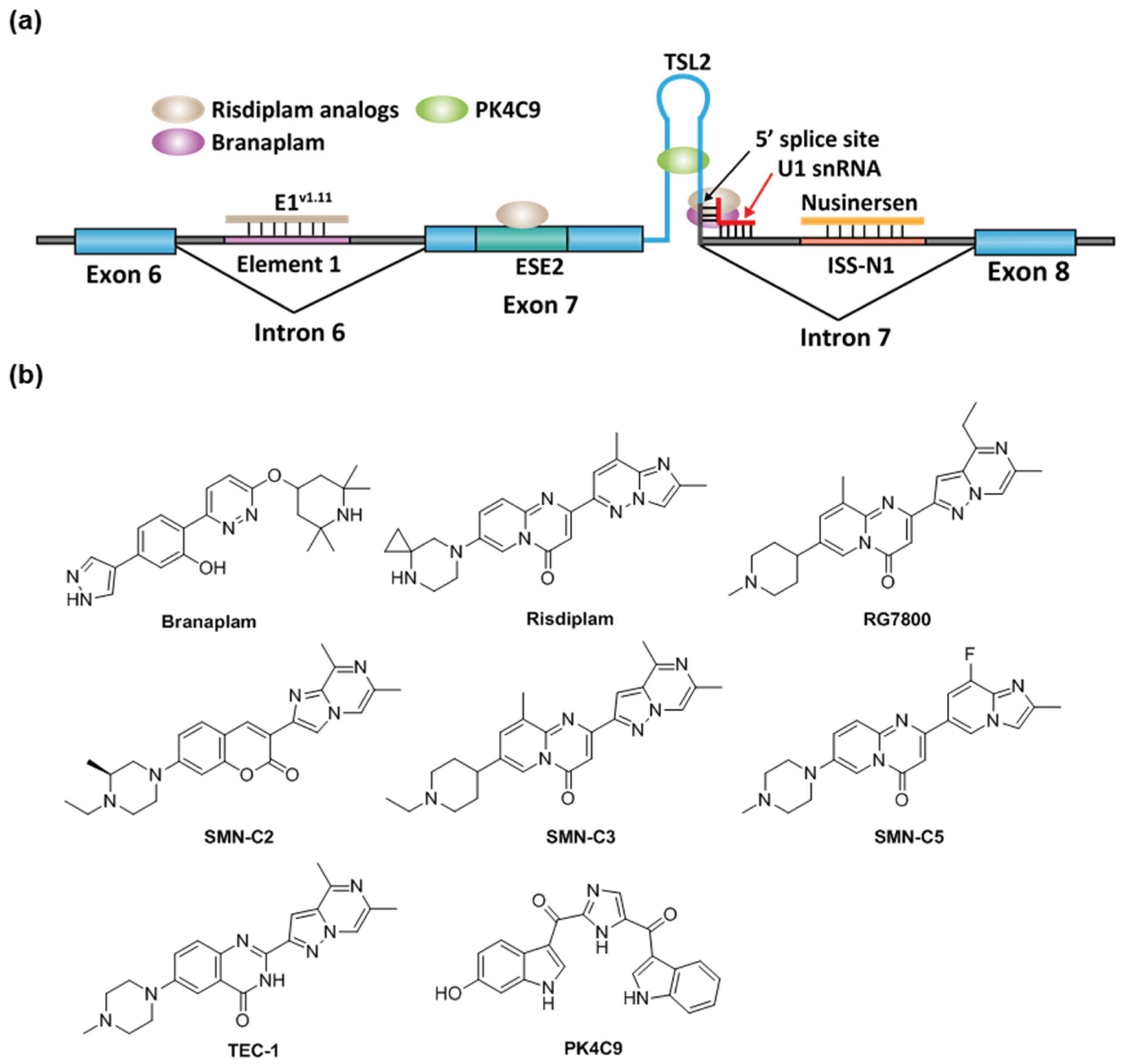 RNA Splicing Drugs: New Study Unlocks Secrets for Better Treatments