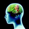 Alzheimer's Disease and Diet