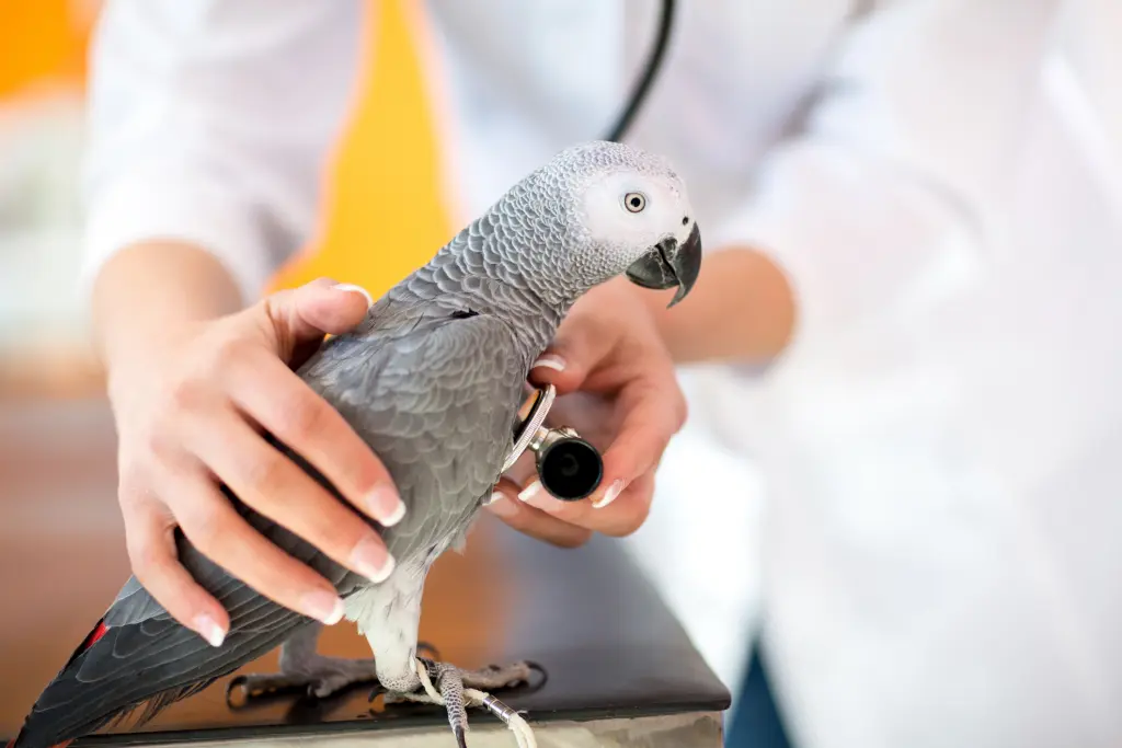 Psittacosis Outbreak in Europe: Understanding Parrot Fever, Transmission, and Prevention