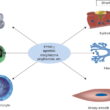 COPD Comorbidities