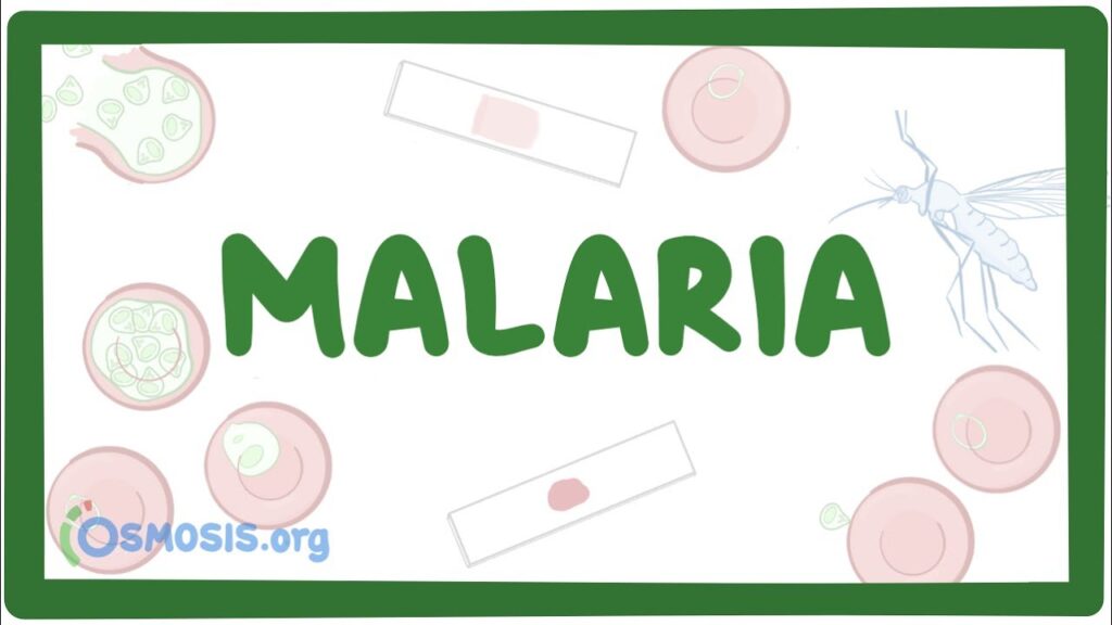 Malaria Transmission Cycle