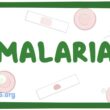 Malaria Transmission Cycle