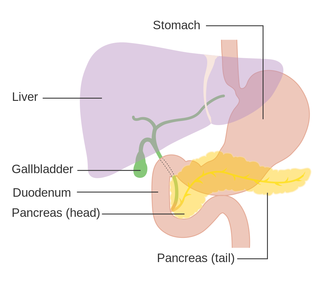 Diagram showing the position of the pancreas CRUK 356.svg