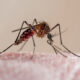 Dengue Fever in South America