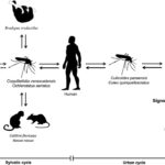 Oropouche Virus